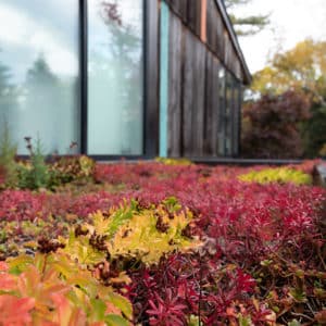 Closeup shot of the Clanmore green roof, resplendent with fall colours.