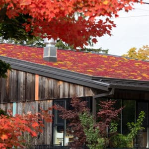 Beautiful shot of the Clanmore green roof, resplendent with fall colours.