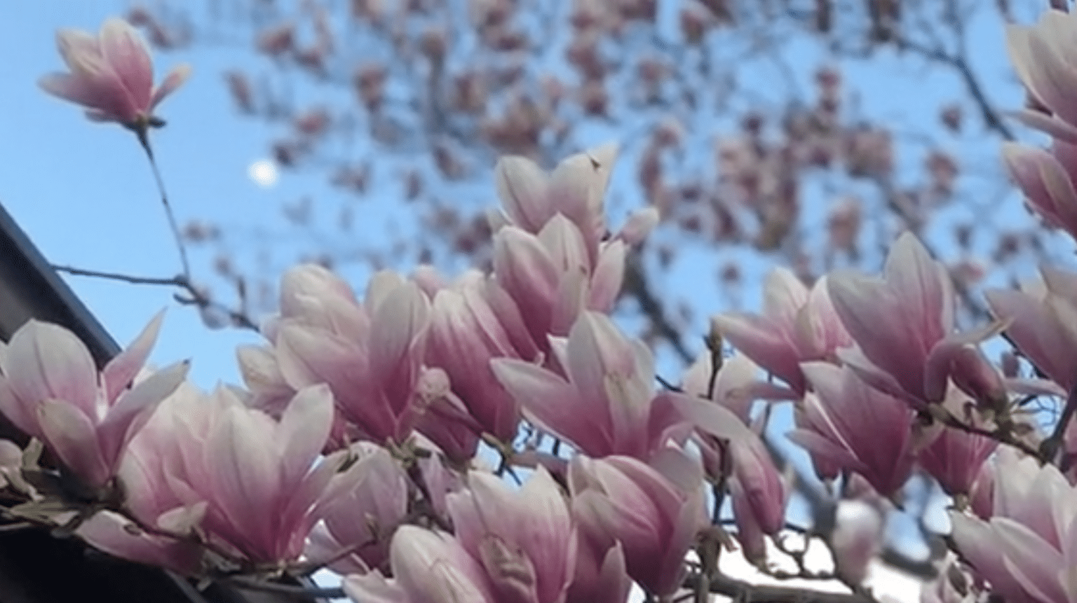Magnolia tree flowers